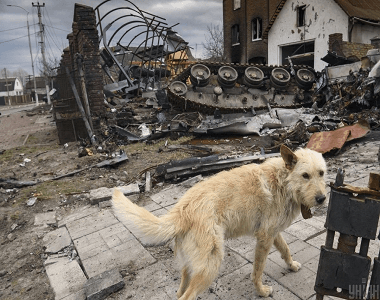 Відновлення оселі, освітні та медичні заходи.